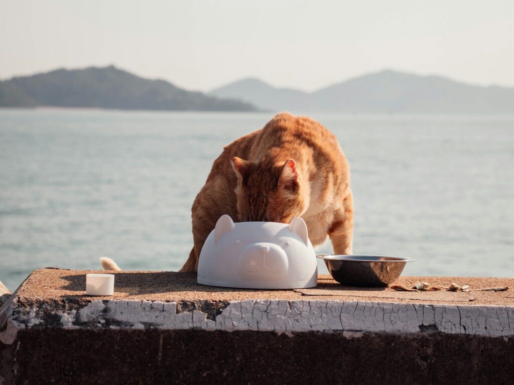 a cat eating out of a bowl on a ledge